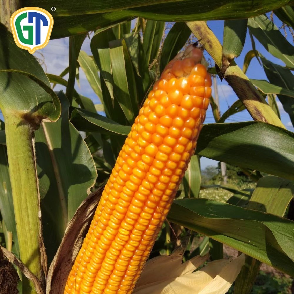 もちcorn s-l1200.jpg