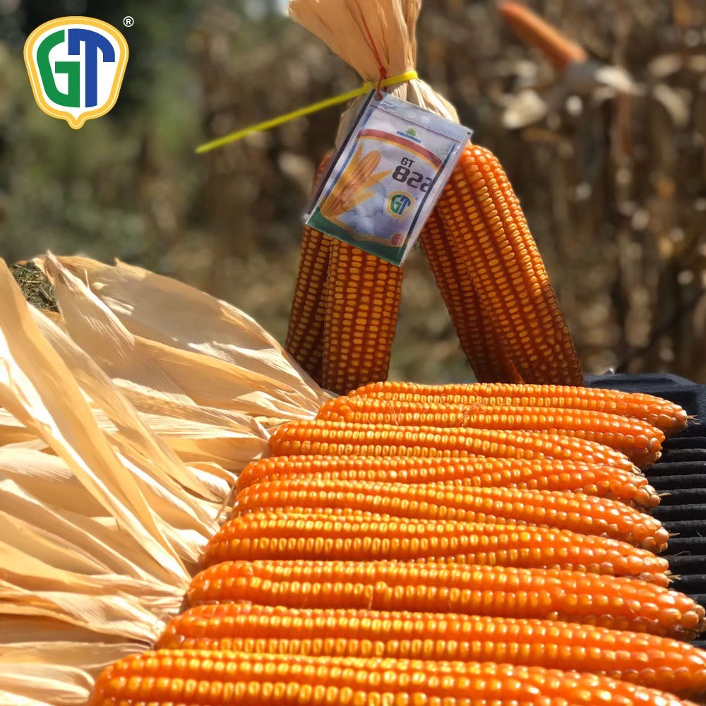 Buy GT822/M-Quality Corn Seed at Best Prices Online on